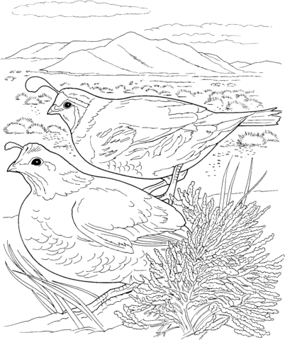 Two Quails Coloring Page